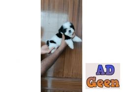 used Top Quality All breed puppies available 9891116714 for sale 